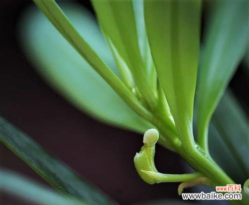 以罗汉松为媒介 罗汉松