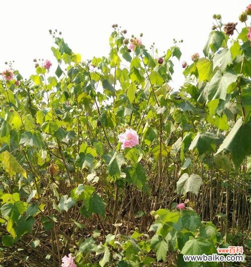 保护生态环境 绿化苗木脱脚的意义与方法