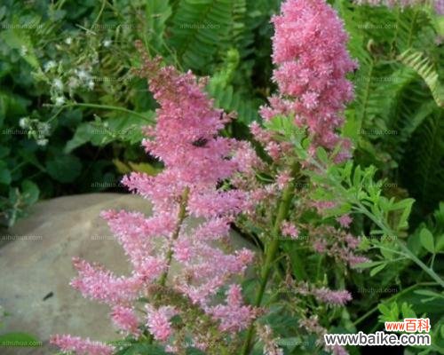 欢迎新生命的到来 落新妇花语与寓意