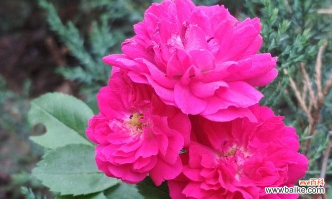 探索自然奥秘 落叶灌木——大自然的魅力