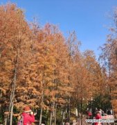 探索大自然的奥秘与人生的哲理 落羽杉的寓意与意义