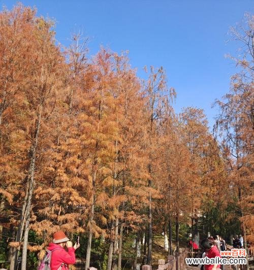 探索大自然的奥秘与人生的哲理 落羽杉的寓意与意义