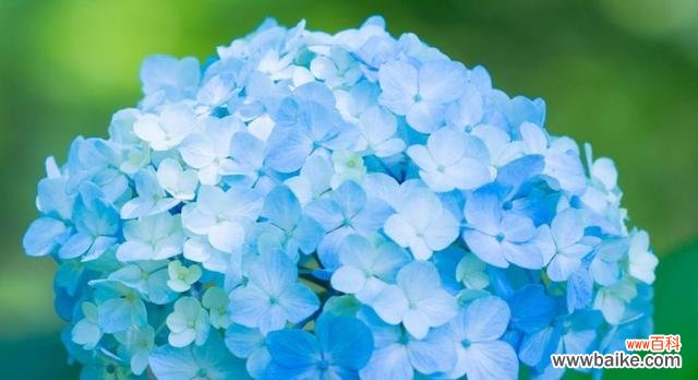 探索落羽杉的寓意与花语 落羽杉