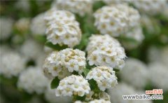 探寻麻叶绣线菊的寓意 麻叶绣线菊的花语