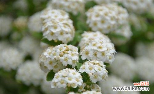 探寻麻叶绣线菊的寓意 麻叶绣线菊的花语