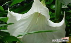 解读曼陀罗花所传达的深刻含义 曼陀罗花的花语