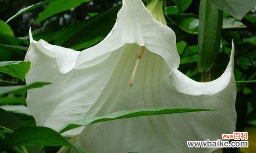 解读曼陀罗花所传达的深刻含义 曼陀罗花的花语