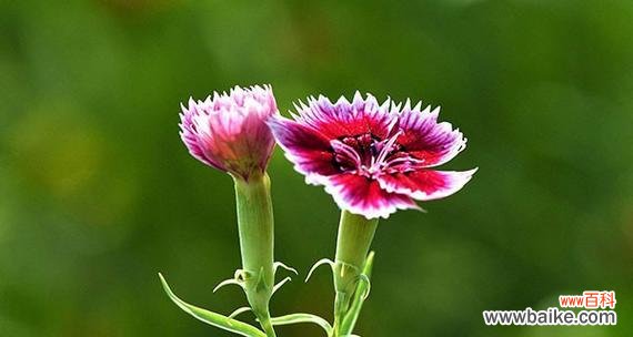 冬季石竹花语有哪些寓意?