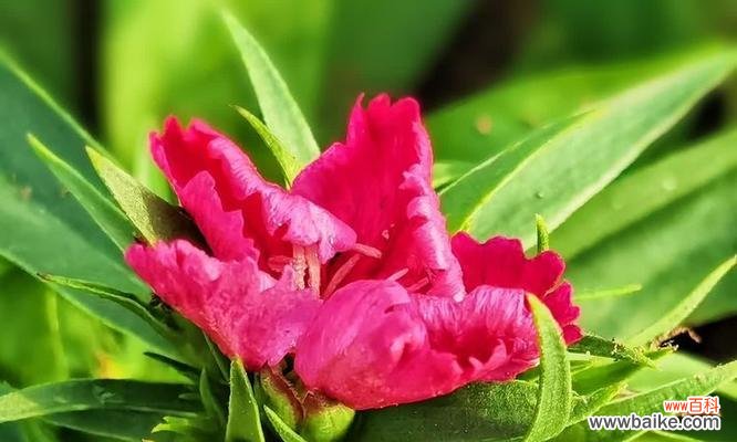 冬季石竹花语有哪些寓意?