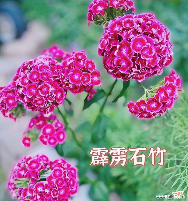 冬季石竹花语有哪些寓意?