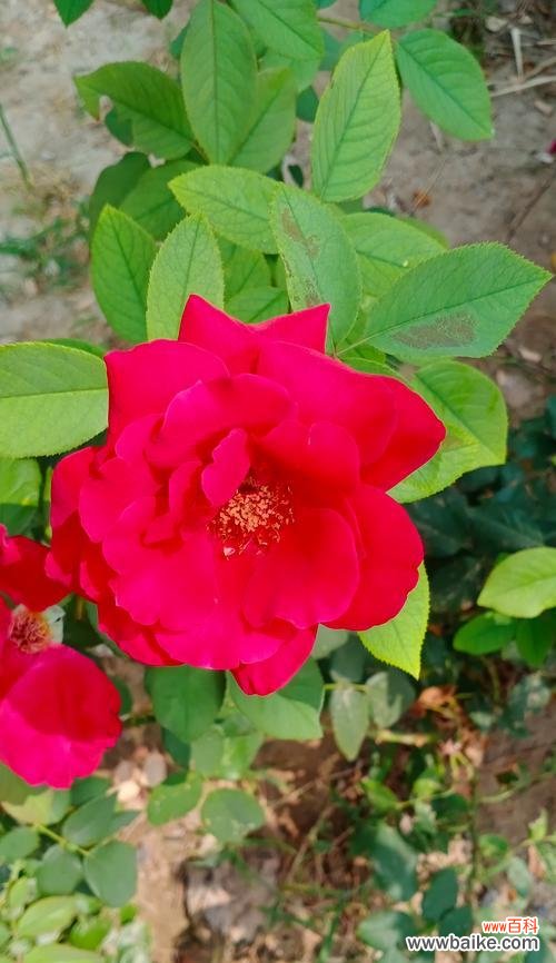 玫瑰大红色有什么花语?它在爱情中的象征意义是什么?