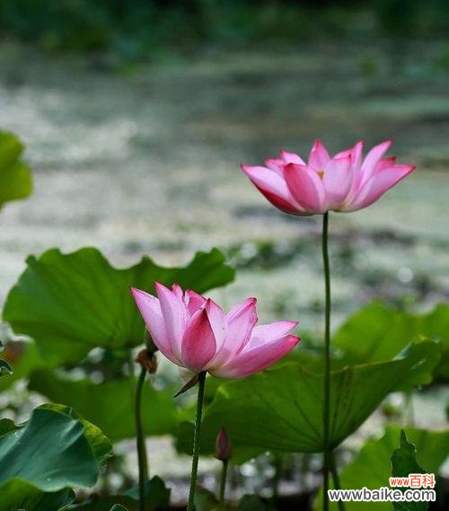 狂妄的花语是什么？狂妄的花有什么寓意吗？