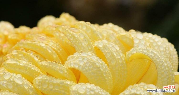 狂妄的花语是什么？狂妄的花有什么寓意吗？