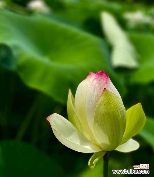 狂妄的花语是什么？狂妄的花有什么寓意吗？