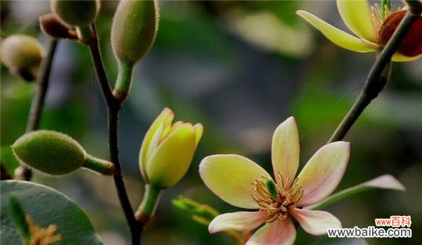 灌木开花的花语和寓意是什么？灌木开花象征着什么？