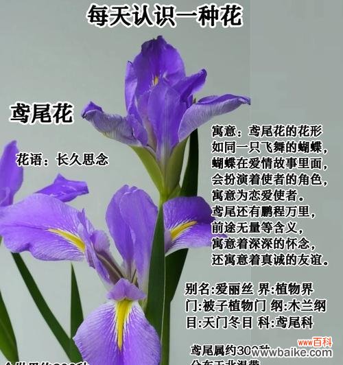 十字爱情的花语代表什么？它有何深层含义？