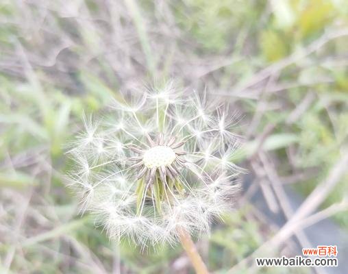 哪种植物象征着自由与不受束缚？