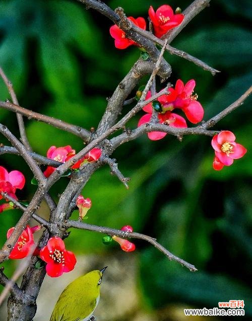 哪种植物象征着自由与不受束缚？