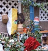 哪种植物象征着自由与不受束缚？