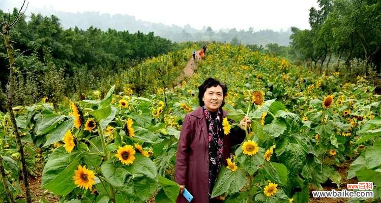 花语烂漫的含义和造句是什么？