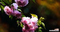 花语烂漫的含义和造句是什么？