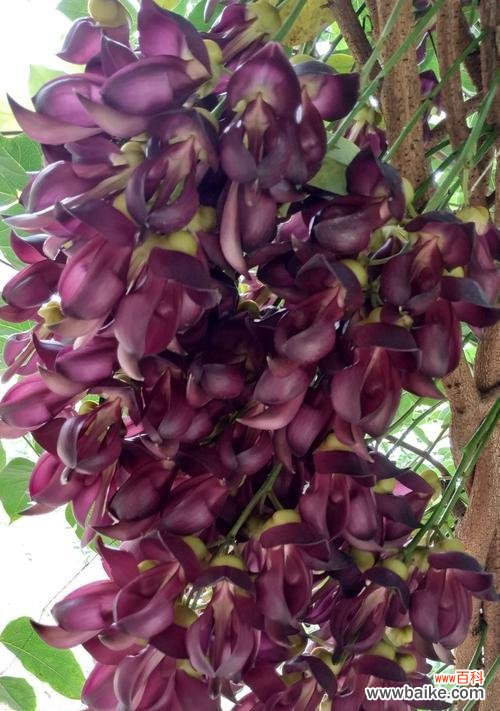 花语烂漫的含义和造句是什么？