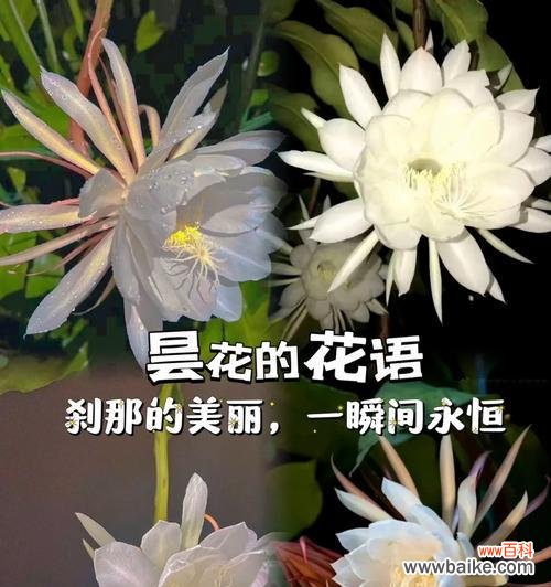 两朵昙花的花语有何寓意？