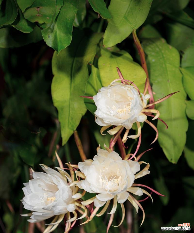 两朵昙花的花语有何寓意？