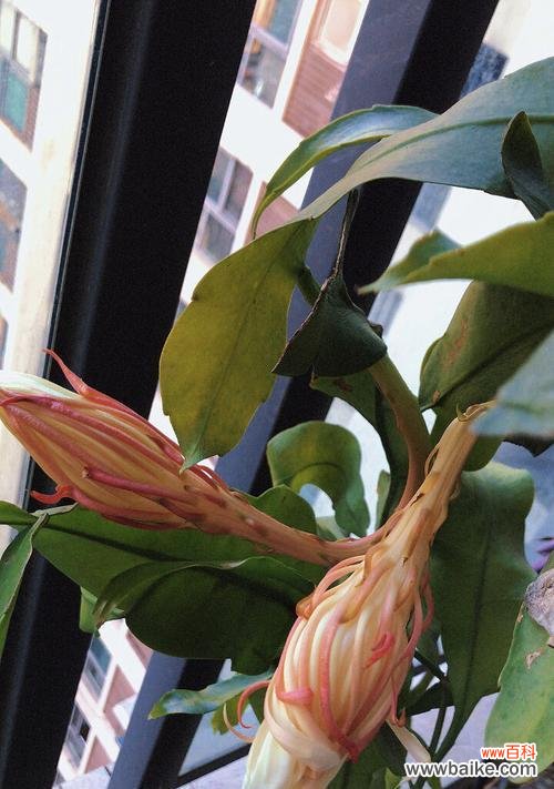 两朵昙花的花语有何寓意？