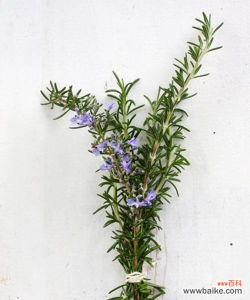 陆逸铭大结局中的难言花语有何深意?