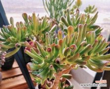 哪种花代表接财？花语接财的花是什么？