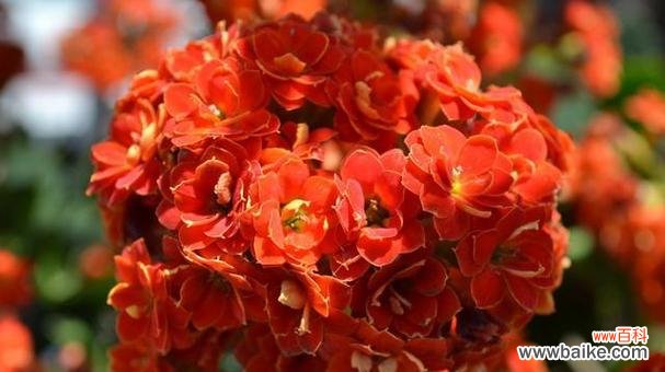 哪种花代表接财？花语接财的花是什么？