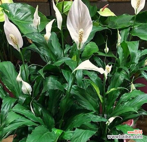 哪种花代表接财？花语接财的花是什么？