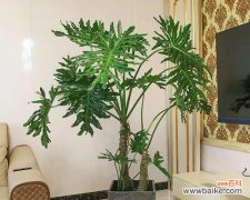 揭示富贵椰子背后的象征意义 富贵椰子的寓意