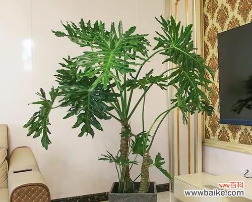 揭示富贵椰子背后的象征意义 富贵椰子的寓意