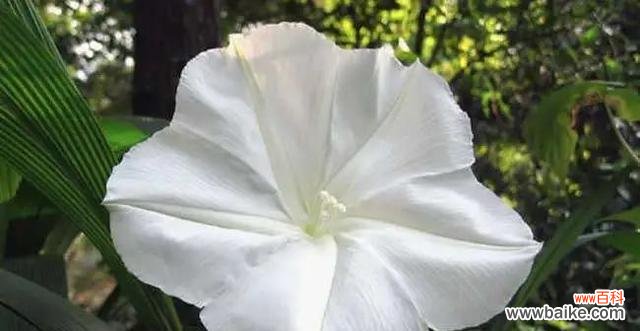 哪种花的花语是开心的月亮？