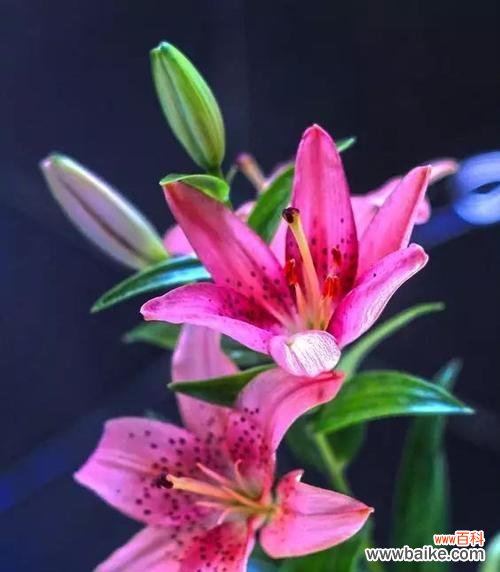 百合花代表伟大的爱吗？百合花语中伟大的爱有何含义？