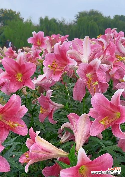 百合花代表伟大的爱吗？百合花语中伟大的爱有何含义？