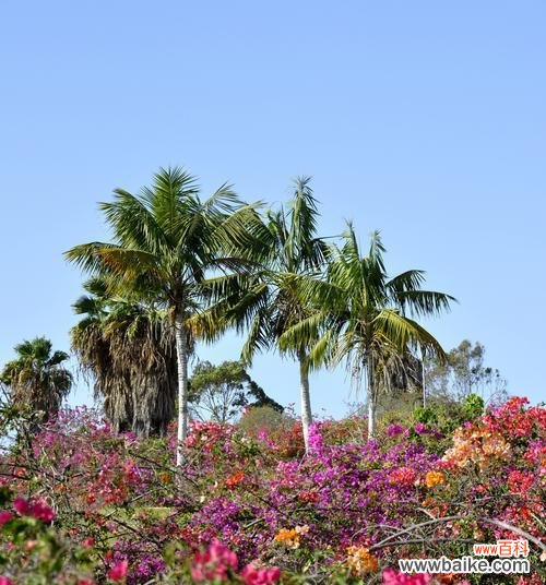 冬季花卉的温暖寓意是什么?