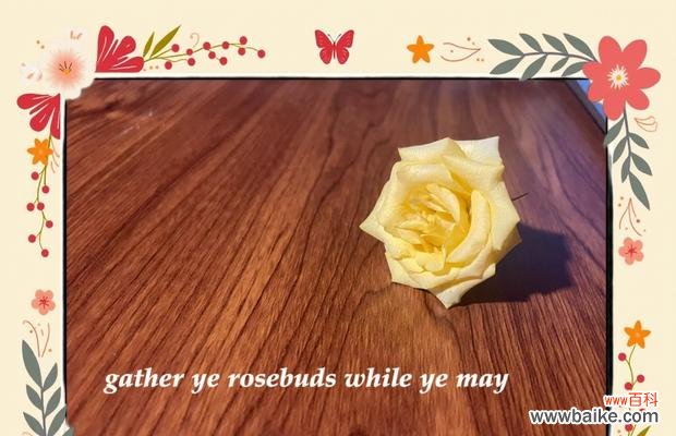 珍惜眼前人的花语有哪些?如何用花语表达珍惜?