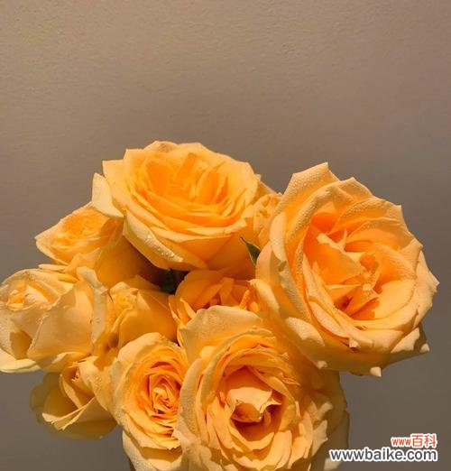 珍惜眼前人的花语有哪些?如何用花语表达珍惜?