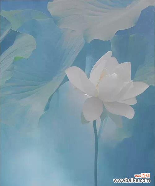 什么花语代表不为世俗而活?如何用花语表达超脱?