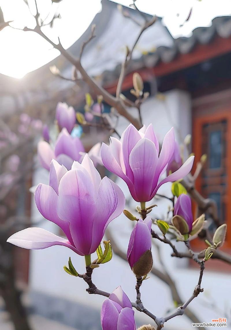 3月4号特别的花语是什么?