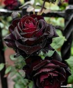 3月4号特别的花语是什么？