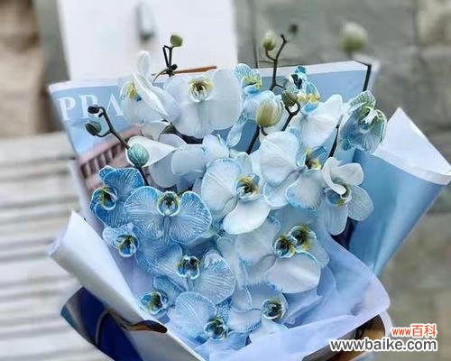 蝴蝶花束的花语代表什么？