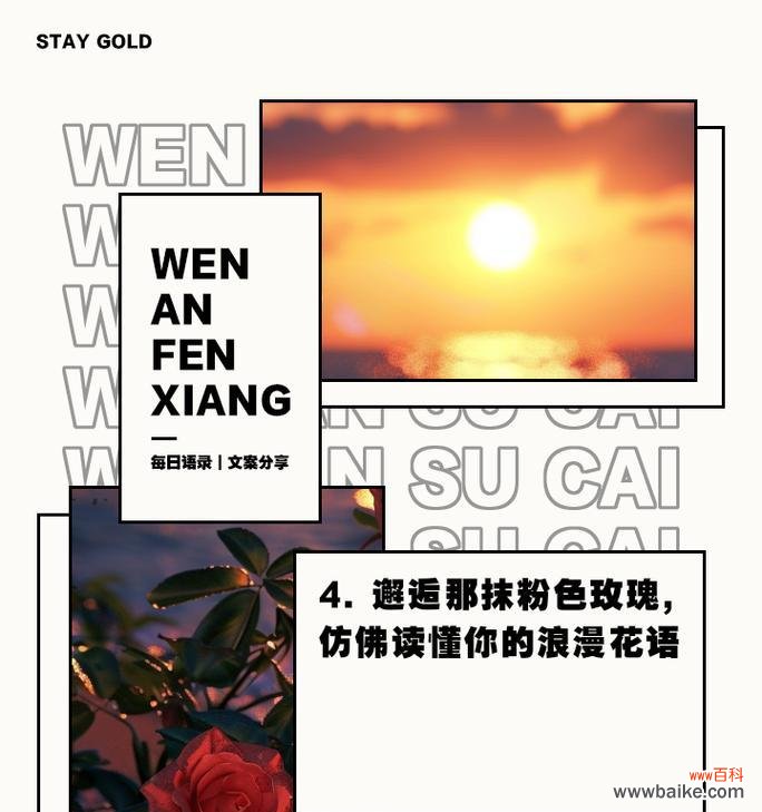 仙女粉玫瑰代表的花语有哪些？