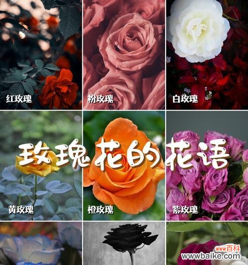 仙女粉玫瑰代表的花语有哪些？
