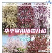 樱花多肉植物的花语代表什么含义？