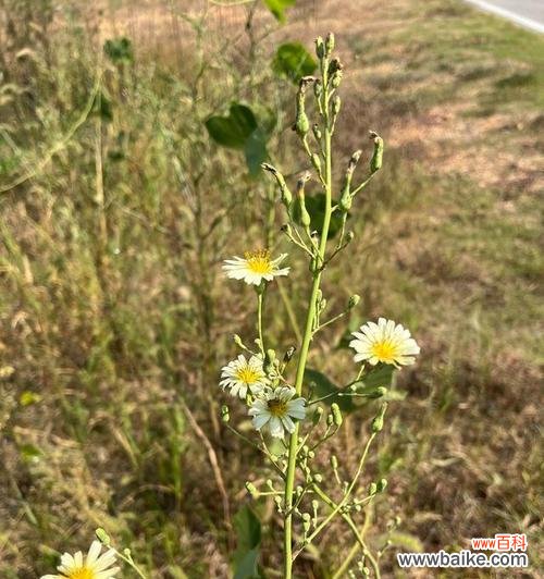 花刺与甘蔗组合的花语有何深意?