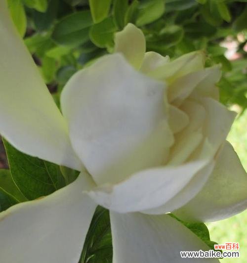 花刺与甘蔗组合的花语有何深意?